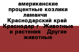 американские процентные козлики ламанчи  - Краснодарский край, Краснодар г. Животные и растения » Другие животные   